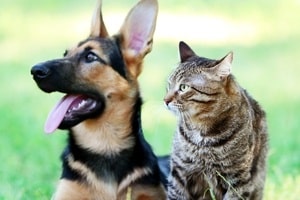 Cane E Gatto 300 X 200-min