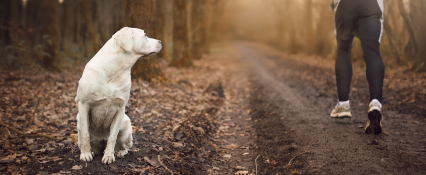 Cane randagio su sentiero nel bosco