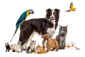 Animali 300x200 Gruppo di animali domestici tra cui cane, gatto, coniglio, pappagallo e pesci rossi su sfondo bianco