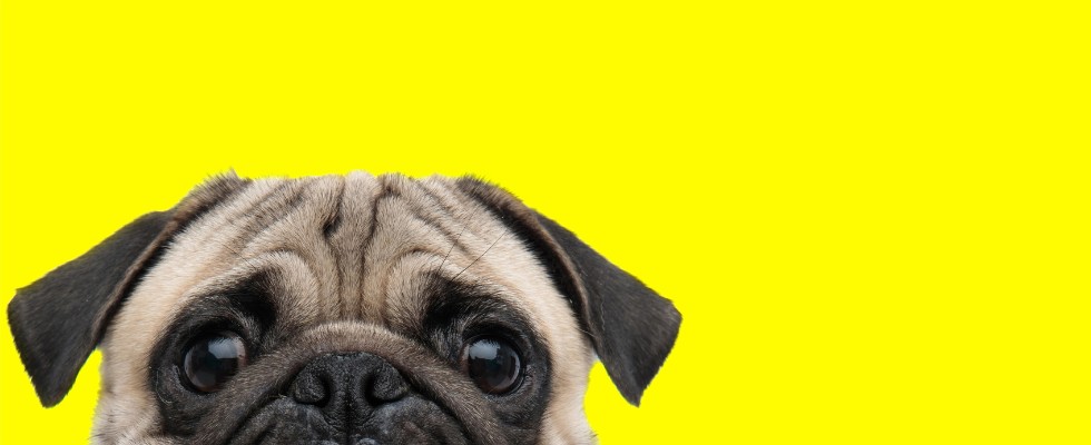 Animali Domestici 980x400 Primo piano del muso di un cane carlino su sfondo giallo brillante